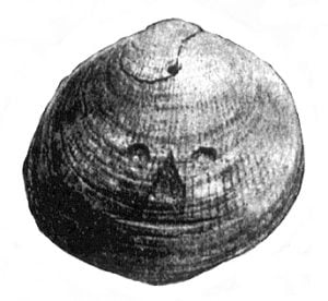 shell